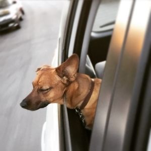 Meet your Posher, Patrick